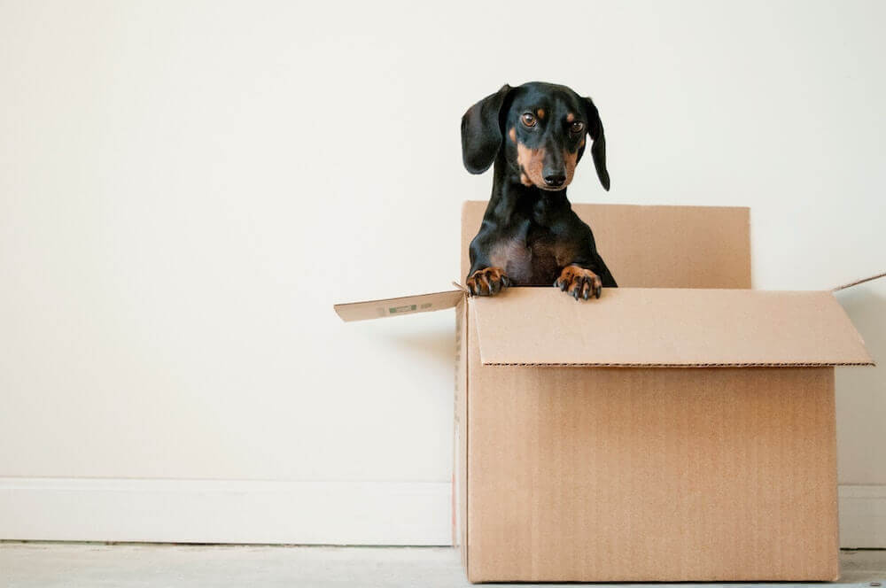 Ein Paket mit dem Hund